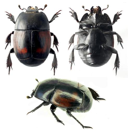 Hister quadrimaculatus
